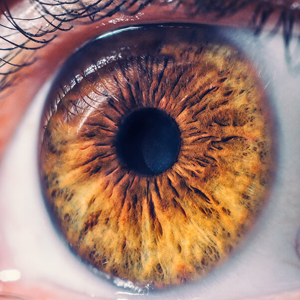 Closeup of a Retina